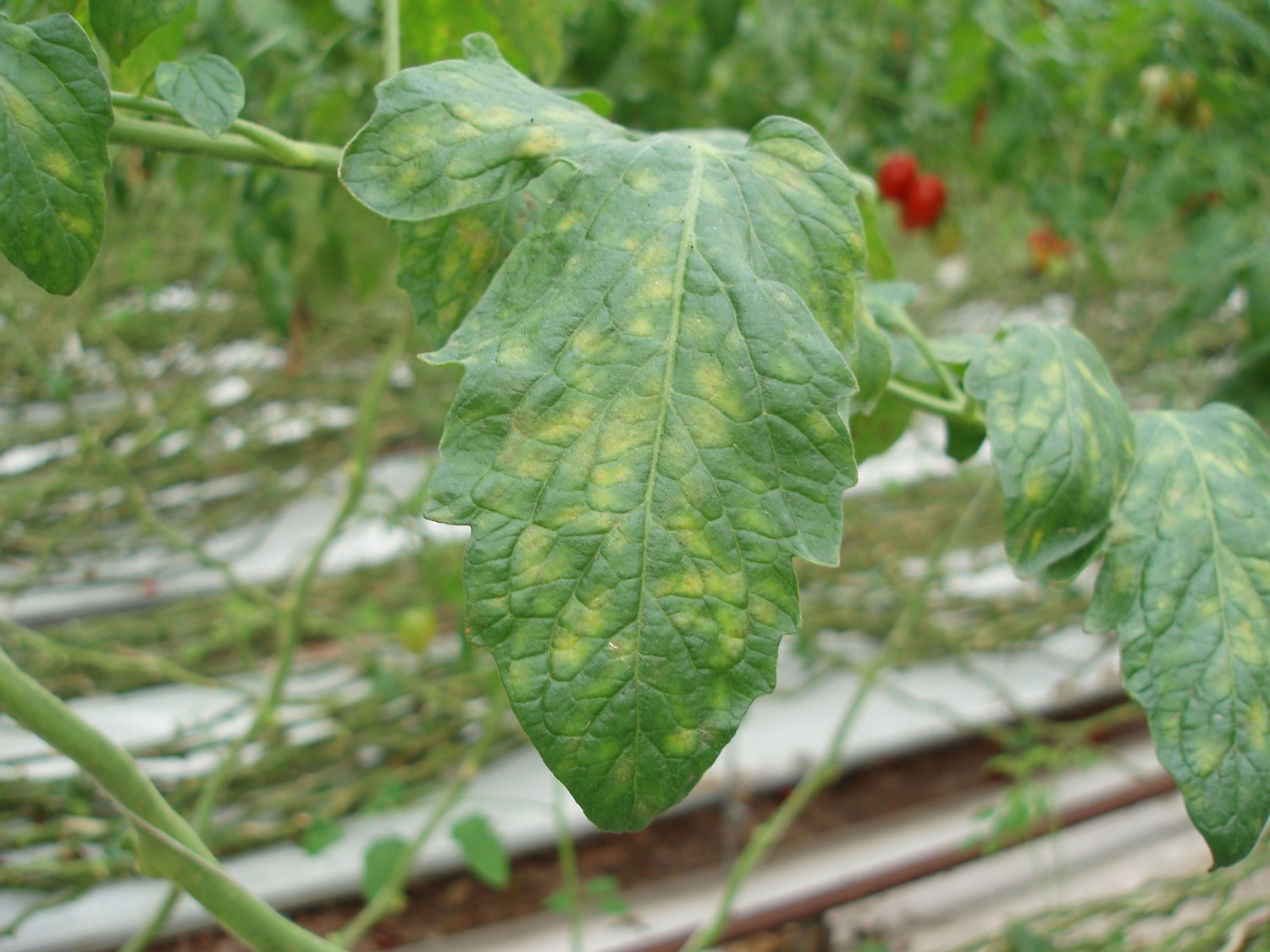 Yellow spots occurring on the top side of a tomato leaf caused by tomato lead mould. Copyright Dave Kaye, RSK ADAS.